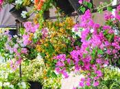 Crime Being Local Traveler Lanka