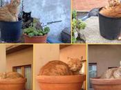 Cats Sardinia: Ciao Bello