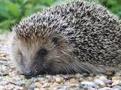 Still Awake? Rise Hedgehog Sightings Late Start Winter.