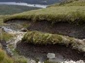 Million Peatland Restoration Projects Welcome Investment