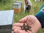 Here Everything Need Know About Affordable Pest Control