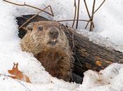 Things Chicago This February