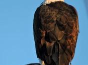 Wild Wednesday Waiting Fish