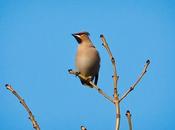 Wild Bird Photography–What Malarkey