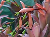Bromeliads According Their Type Flower