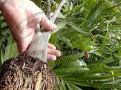 Bottle Palms with Super Roots