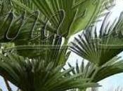 Growing Tropical Plants Cold Europe Tips