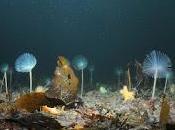 Marine Protected Areas Helping Limit Climate Change