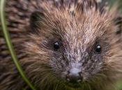 Hedgehogs Rare Garden Sight British Populations Continue Decline