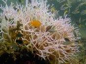 Images Bleaching Great Barrier Reef Heighten Fears Coral Death