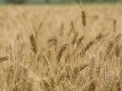 Celiac-Friendly Wheat Could Coming