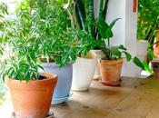 Everything Need Know About Houseplants (infographic)