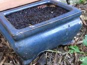 Small Beginnings Little Bonsai