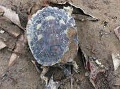 River Poisoned Coal Miles: Turtles Emerging Dying