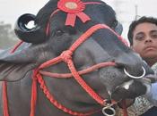 Grazing Buffalo Makes Rich Famous