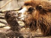 Animals Sheltered Tales Man's Greed