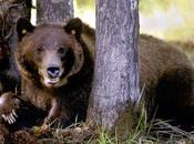 Encounter with (grizzly) Bear