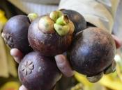 Mangosteen First Experience~let’s Eat!