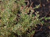 Propagating Thyme