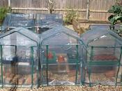 Getting Best from Your Mini-greenhouse