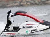 Action Packed Cats Doing Extreme Sports