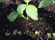 Radishes Second Sowing
