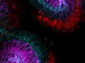 Creatinine Clearance: Biomarker Health Longevity