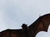 POEM: Bats Over Bangalore