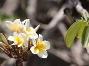 DAILY PHOTO: Frangipani Flowers
