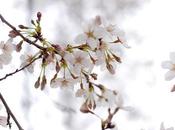 Need Cherry Blossoms Washington, D.C.