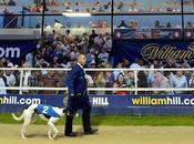 Greyhound Wimbledon Euthanised