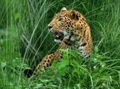 Leopard Walk Delays International Flight