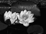 Water Lily