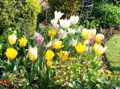 Tulips from Worthing