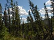 Earth’s Melting Permafrost Threatens Unleash Dangerous Climate Feedback Loop