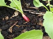 Sowing, Planting, Thinning...