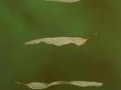 Jeff Faust Floating Bowls