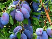 Prunes Benefits, Uses Side Effects Must Know