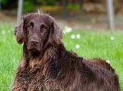 Poisonous Foods Dogs