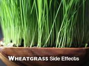 Wheatgrass Side Effects Some Benefits Uses