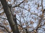 #Birding #Biodiversity #Backyard #Ontario #Birds #ClimateChange