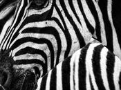 Love Zebra Skin Furniture…but Ethical?