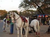 Srirangapatnam: Slice Royalty with Pervading Spirit Tipu Sultan