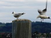 Marketing Wisdom Teachings? Opening Doors Non-Entrants? Discovering Path?