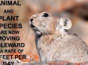 #ClimateFacts Series: #ClimateChange #Science #SpeciesMigration #Pika