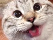 Cats That Think They Have Jackpot