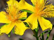 John’s Wort: Side Effects, Risks Warnings