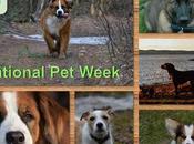 #NationalPetWeek #May7-13 #Celebrating #Favourite #Dogs