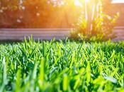 Tips Keeping Your Lawn Healthy