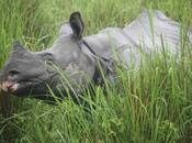 DAILY PHOTO: Rhinoceros Unicornis: Great Indian One-horned Rhino